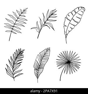 Vecteur de feuilles tropicales. Ensemble de silhouettes de feuilles de palmier isolées sur fond blanc Illustration de Vecteur