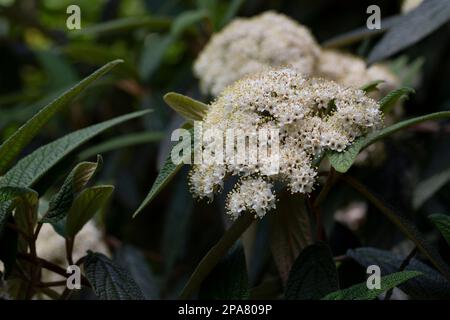 Viburnum rhytitophyllum Alleghany fleurs blanches dans le jardin de printemps. Le Viburnum à feuilles de cuir fleurit magnifiquement, même dans l'ombre complète des arbres à feuilles persistantes. Sélé Banque D'Images