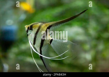 Portrait d'un zébré Angelfish dans un poisson-réservoir avec un fond flou Pterophyllum scalare Banque D'Images