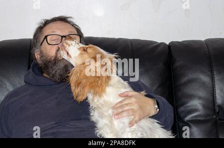 Chien d'épagneul léchant le visage d'un homme âgé avec une barbe assise sur un canapé en cuir noir Banque D'Images