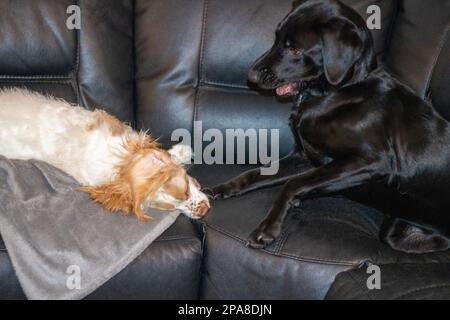 Labrador et spaniel jouent à la lutte en montrant les dents et la morsure Banque D'Images