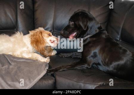 Labrador et spaniel jouent à la lutte en montrant les dents et la morsure Banque D'Images