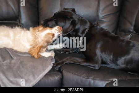 Labrador et spaniel jouent à la lutte en montrant les dents et la morsure Banque D'Images