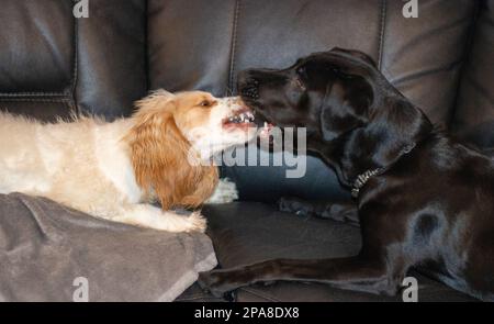 Labrador et spaniel jouent à la lutte en montrant les dents et la morsure Banque D'Images