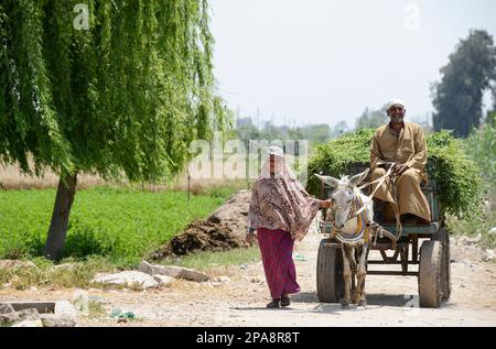 ÉGYPTE, gouvernante Beheira, Kafra Eldawar, agriculture dans le delta du Nil , transport agricole récolte du fourrage au trèfle par chariot d'âne du champ / AEGYPTEN, Beheira, Landwirtschaft im Nildelta, Bauern transportieren geernteten Futterklee mit Eselkarren vom Feld Banque D'Images