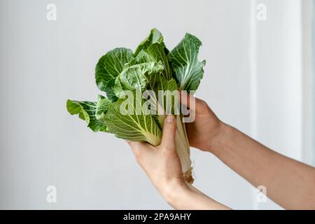 Chou frais de pak choi dans les mains de la femme sur fond blanc. Aliments crus légumes alimentation saine végétalien Banque D'Images