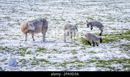 Agneaux de printemps jouant dans un champ couvert de neige dans les Brecon Beacons, pays de Galles au Royaume-Uni Banque D'Images