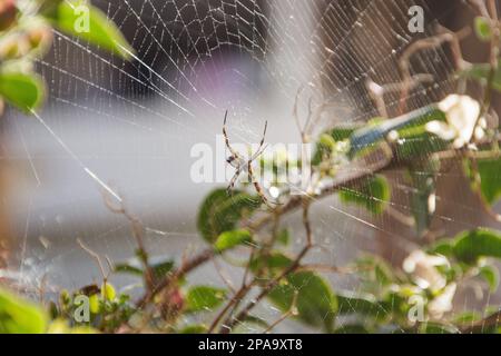 Araignée d'argent dans un jardin à Rio de Janeiro, Brésil. Banque D'Images