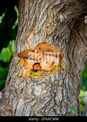 Support de caggie (inonotus hispidus) poussant sur un tronc commun de mûrier avec un arrière-plan flou Banque D'Images