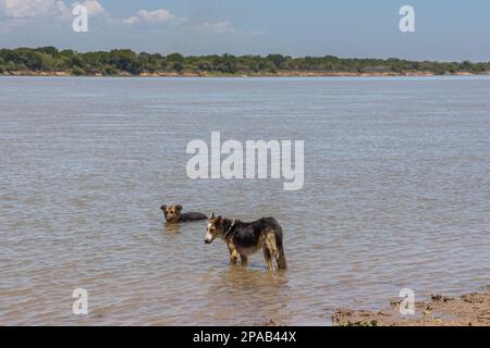 Deux chiens se rafraîchissants dans la rivière. Banque D'Images