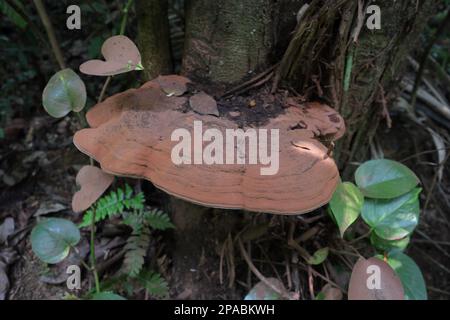 Vue rapprochée d'une surface rougeâtre supérieure d'un champignon de l'artiste (Ganoderma Applanatum) qui pousse sur un tronc d'arbre en train de mourir dans une zone d'humidité sauvage Banque D'Images