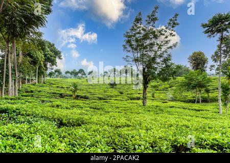 Paysage de plantation de thé un jour ensoleillé en Indonésie, Java, Asie du Sud-est Banque D'Images