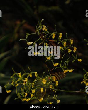 Papillon avec des ailes transparentes posant dans la fleur jaune, une belle image Banque D'Images