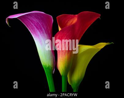 Trois couleurs Calla Lilies Banque D'Images