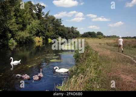 Muets et jeunes sur le canal de navigation de Wey à Papercourt Lock, nr Godalming, Guildford, Surrey, Angleterre Banque D'Images