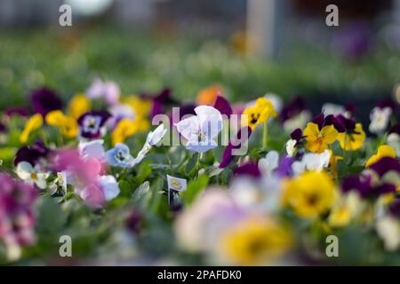 Viola Tricolor / Johnny sautez en pleine floraison dans un centre de jardin au début du printemps Banque D'Images