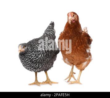 Deux magnifiques poulets différents sur fond blanc. Animaux domestiques Banque D'Images