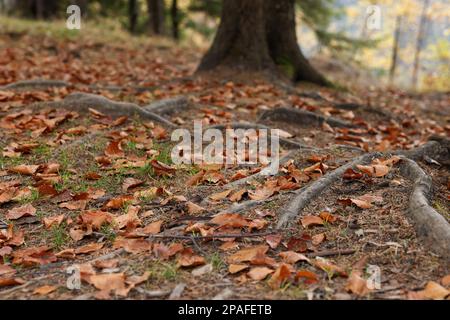 Racines d'arbre visibles à travers le sol dans la forêt d'automne Banque D'Images