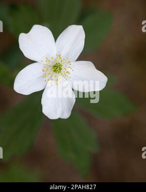 Canada Anemone Flower (Meadow Anemone), fleur de gros plan, dans le parc naturel Griffith Woods, Calgary, Canada. Anemone canadensis Banque D'Images