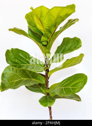 Figue à feuilles de violon sur fond blanc isolé Banque D'Images