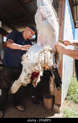 Un homme latin indigène butching et brochant un agneau suspendu dans sa maison de campagne. Traditions patagoniennes Banque D'Images