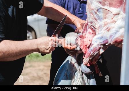 Gros plan des latins butchassant et enlevant les intestins d'un agneau suspendu. Traditions patagoniennes. Banque D'Images