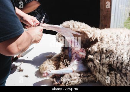 latins méconnaissables butchering et skinning un mouton sur une table dans sa maison de campagne. Traditions patagoniennes Banque D'Images