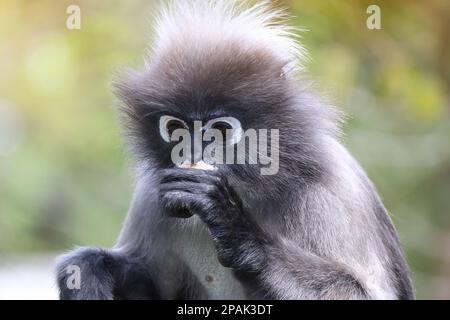 Portrait d'un singe à feuilles dusky (Trachypithecus obscurus), un singe à feuilles dusky, d'un adorable pensif adulte. Banque D'Images