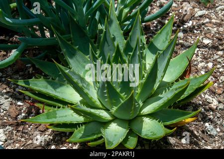 Sydney Australie, plante d'aloès barbadensis dans le jardin Banque D'Images