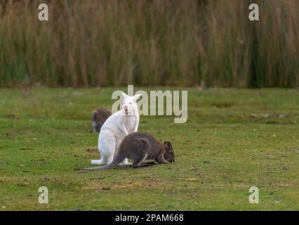 Bruny Island Tasmanie, mélange de Wallabies et de kangourous, y compris les Wallabies blanches Albino. Banque D'Images