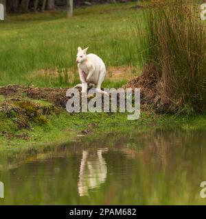 Wallaby blanc Albino avec un reflet dans l'eau à Bruny Island, Tasmanie. Banque D'Images