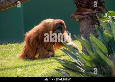 Sydney, Nouvelle-Galles du Sud, Australie. 11th mars 2023. Male Sumatran Orangutan (Pongo abelii) au zoo de Sydney, Nouvelle-Galles du Sud, Australie. Connus pour leur fourrure rouge caractéristique, les orangs-outangs sont le plus grand mammifère arboricole, passant la plupart de leur temps dans les arbres. Les orangs-outangs sont indigènes des forêts tropicales de l'Indonésie et de la Malaisie. Ils ne sont maintenant trouvés que dans certaines parties de Bornéo et de Sumatra, mais pendant le Pléistocène ils se sont répartis dans toute l'Asie du Sud-est et la Chine du Sud. (Credit image: © Tara Malhotra/ZUMA Press Wire) USAGE ÉDITORIAL SEULEMENT! Non destiné À un usage commercial ! Banque D'Images