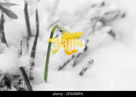 Fleur de jonquille, narcisse jaune, recouverte de neige dans un jardin en mars. Image couleur sélective abstraite Banque D'Images