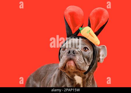 Chien Bulldog français noir portant le lapin de Pâques costume eras avec la carotte sur fond rouge Banque D'Images