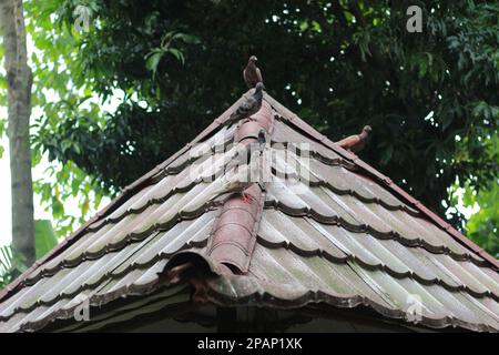 photo de plusieurs pigeons perchés sur le toit avec un fond d'arbres. concept de photo d'animal. Banque D'Images