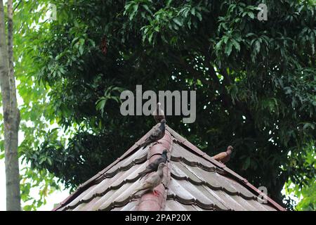 photo de plusieurs pigeons perchés sur le toit avec un fond d'arbres. concept de photo d'animal. Banque D'Images