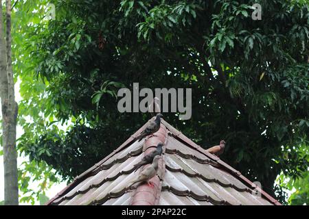 photo de plusieurs pigeons perchés sur le toit avec un fond d'arbres. concept de photo d'animal. Banque D'Images