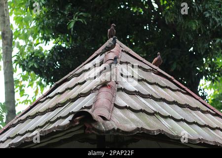 photo de plusieurs pigeons perchés sur le toit avec un fond d'arbres. concept de photo d'animal. Banque D'Images