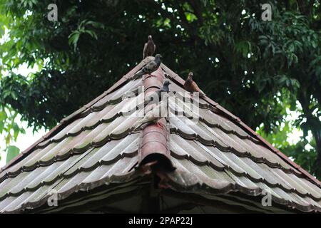 photo de plusieurs pigeons perchés sur le toit avec un fond d'arbres. concept de photo d'animal. Banque D'Images