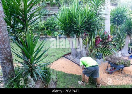 Homme posant une nouvelle pelouse avec la pelouse de gazon de buffle de saphir de sir Walter dans une maison de Sydney dans le jardin arrière, NSW, Australie Banque D'Images