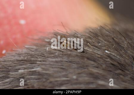 photo macro d'une puce de chat sur la surface de la peau Banque D'Images