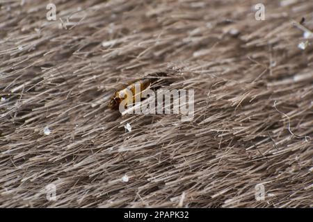 photo macro d'une puce de chat sur la surface de la peau Banque D'Images