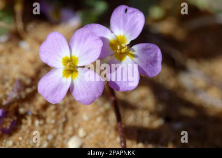 Photo de la jolie Maresia Maremia pulchella fleurs croissant sur le sable Banque D'Images
