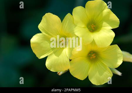 Photo de la coupe de beurre des bermudes Oxalis pes-caprae fleurs Banque D'Images