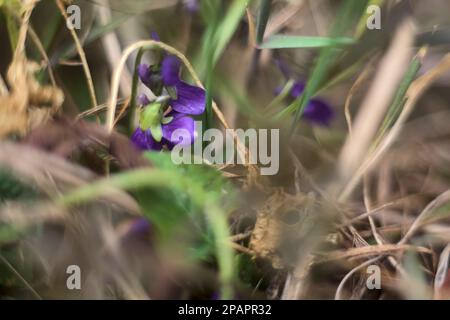 Violettes dans l'herbe vue de près Banque D'Images