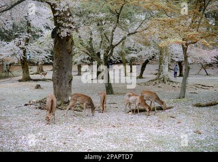 Nara, Japon - 11 avril 2019. Cerf sauvage appréciant Nara Park (Japon) pendant la saison des cerisiers en fleurs. Banque D'Images