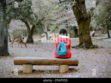Nara, Japon - 11 avril 2019. Une femme qui apprécie les cerisiers en fleurs dans le parc Nara, au Japon. Banque D'Images