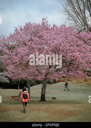 Nara, Japon - 11 avril 2019. Un touriste appréciant la fleur de cerisier (hanami) dans Nara Park, Japon. Banque D'Images