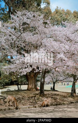 Nara, Japon - 11 avril 2019. Cerf sauvage appréciant Nara Park (Japon) pendant la saison des cerisiers en fleurs. Banque D'Images