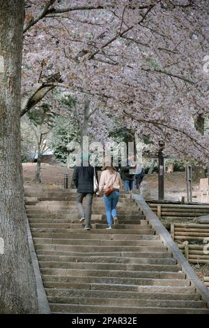 Nara, Japon - 11 avril 2019. Les gens apprécient les cerisiers en fleurs (hanami) dans le parc Nara, au Japon. Le parc Nara est adjacent au célèbre patrimoine historique et culturel Banque D'Images